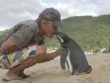毎年8000キロもの距離を泳ぎ、命の恩人の元へ帰る1羽のペンギンの秘密 画像
