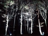 夜の森を楽しめる空中アスレチック「YOZARU」が期間限定で開催 画像