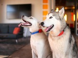 もっと犬と仲良くなるためのペット用ウェアラブルデバイス「ウーフ」米ボルダー 画像