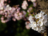 福島の美しさ、桜の旅。福島バスツアー運行 画像
