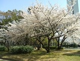 大阪府堺市・大仙公園の桜約400本が見ごろに 画像
