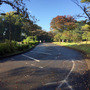 ランニングオススメスポット・東京都小金井市の小金井公園