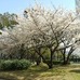 5月18日に開催されるツアー・オブ・ジャパン堺ステージの会場となる大仙公園（大阪府堺市）の桜が3月下旬から見ごろを迎える。例年、4月上旬には約400本のソメイヨシノやオオシマザクラが満開となり園内の桜の園で花見イベントも行われる。